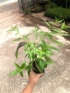 ต้นพันธุ์ ฟ้าทะลายโจร พร้อมปลูกในถุงดำ 29บาท  