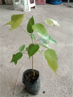 ต้นพันธุ์ ตะเคียนหิน พร้อมปลูกในถุงดำ 59บาท