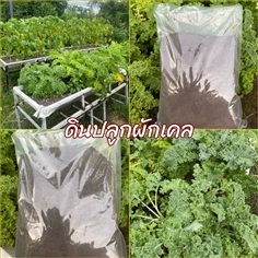 ดินปลูกเคล Kale potting soil