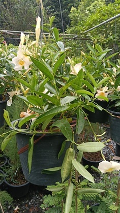 อมรเบิกฟ้าสีครีม กระถาง 8 นิ้ว (กทม)