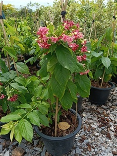 เล็บมือนางเลื้อย กระถาง 11 นิ้ว ต้นสวย (กทม)