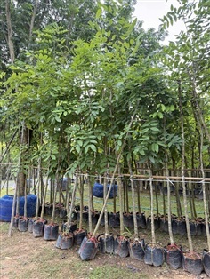 ต้นตะเคียน