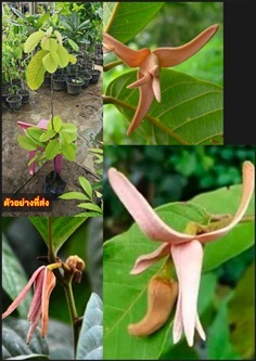 ต้นย่านเลือด ย่านเลือด ดอกหอม Fissistigma sp     ต