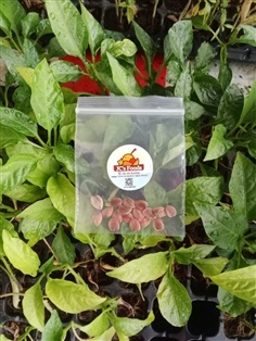 เมล็ดพันธุ์ อังกาบหนู ซองละ 10เมล็ด 29บาท