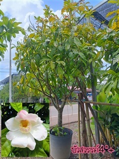 ต้นบัวสวรรค์