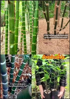 ต้นไผ่เก้าดาวดำ ไผ่เก้าดาวดำ Guadua amplexifolia ต