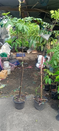 คูนขาว