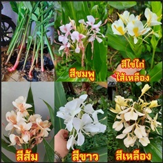 ว่าน ว่านมหาหงษ์ ว่านสเลเต สะเลเต ว่านมหาหงส์ มหาห