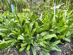 เฟิร์นฮาวาย กระถาง 11 นิ้ว ต้นละ 40 บาท ต้นสวยๆ