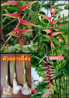 เฮลิโคเนีย เซ็กซี่แคท Heliconia chartacea Sexy Cat