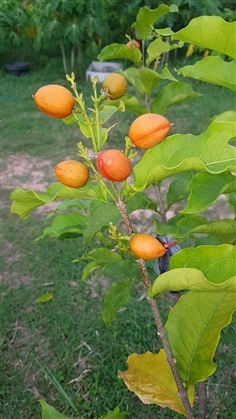 ต้นพันธุ์  พีนัทบัตเตอร์ พร้อมปลูกต้นละ 159 บาท