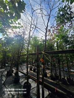 ต้นพยอม 2",3"