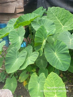 ต้นตูนหรือทูล(ออดิบ)