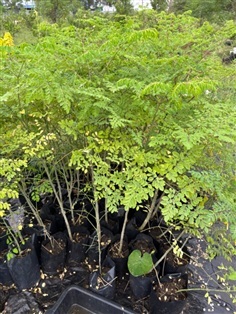 ต้นมะรุม