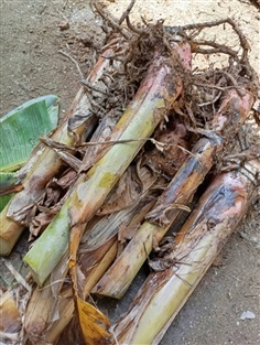 ต้นพันธุ์ หน่อกล้วยเทพพนม พร้อมปลูก หน่อละ 99 บาท