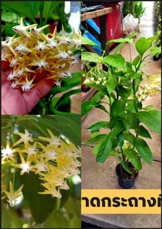 ต้นโฮย่า หัวลูกศร Hoya multiflora Blume ติดดอกแล้ว