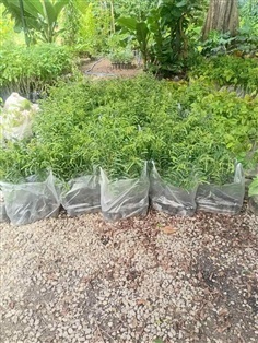 ต้นมะขามเปรี้ยว