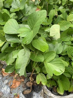 ต้นทองกวาว