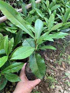 ต้นมะริด