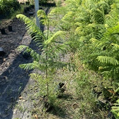 ต้นศรีตรัง