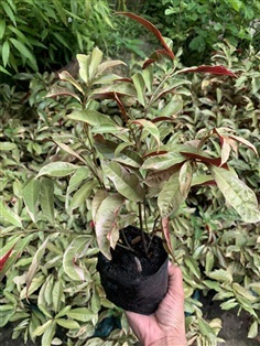 ต้นลิ้นกระบือด่าง