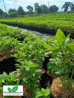 โหระพา ต้นโหระพา