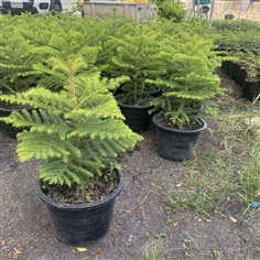 ต้นสนฉัตร