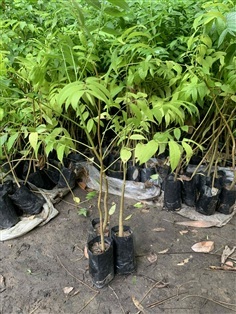 ต้นยมหอม