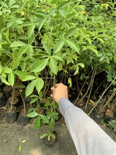 ต้นเบาบับ