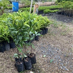 ต้นอินจัน