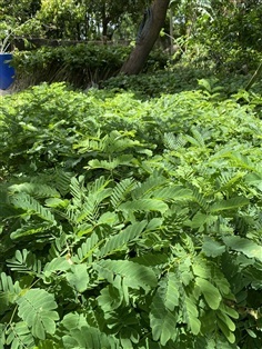 ต้นจามจุรีสีทอง (พฤกษ์)