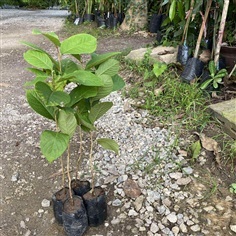 ต้นเสลา