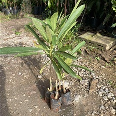 ต้นเหลืองปรีดียาธร