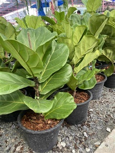 ต้นไทรใบสัก