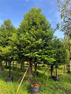 ต้นล่ำซำ