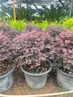 ต้นหงส์ฟู่