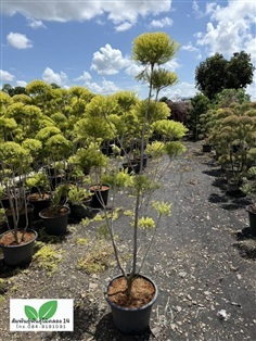 หลิวทอง ต้นหลิวทอง