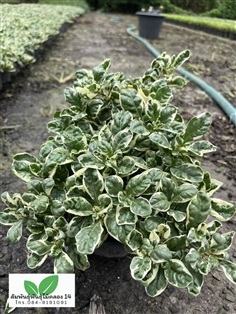 เกล็ดแก้ว ต้นเกล็ดแก้ว