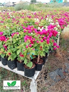 เฟื่องฟ้า ต้นเฟื่องฟ้า