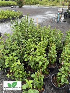 ชบาหนู ต้นชบาหนู