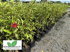 ชบาหนู ต้นชบาหนู