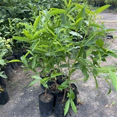 ต้นมั่งมี