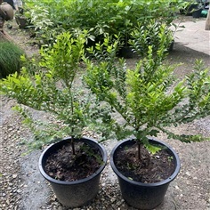 ต้นล่ำซำ