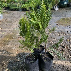 ต้นล่ำซำ