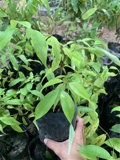 ต้นบุนนาค