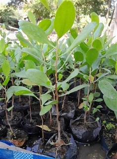 ฝาดขาว และ ฝาดแดง