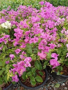 ต้นเฟื่องฟ้า ดอกม่วง ออกชมพู่