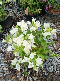 ต้นดอกเฟื่องฟ้า สีขาว