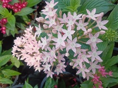 ต้นเข็มอินเดีย ดอกชมพู่อ่อน ขาว