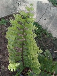 ต้นเฟริน์หายาก fern